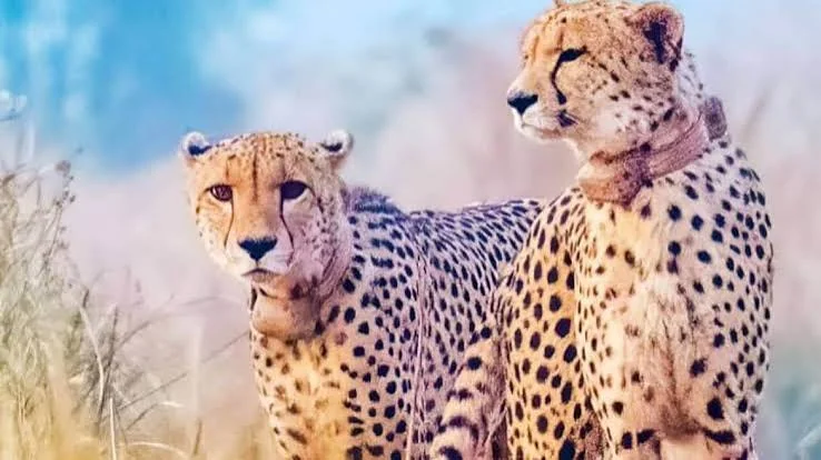 Kuno National Park tiger safari booking — wildlife photo from Sheopur, MP
