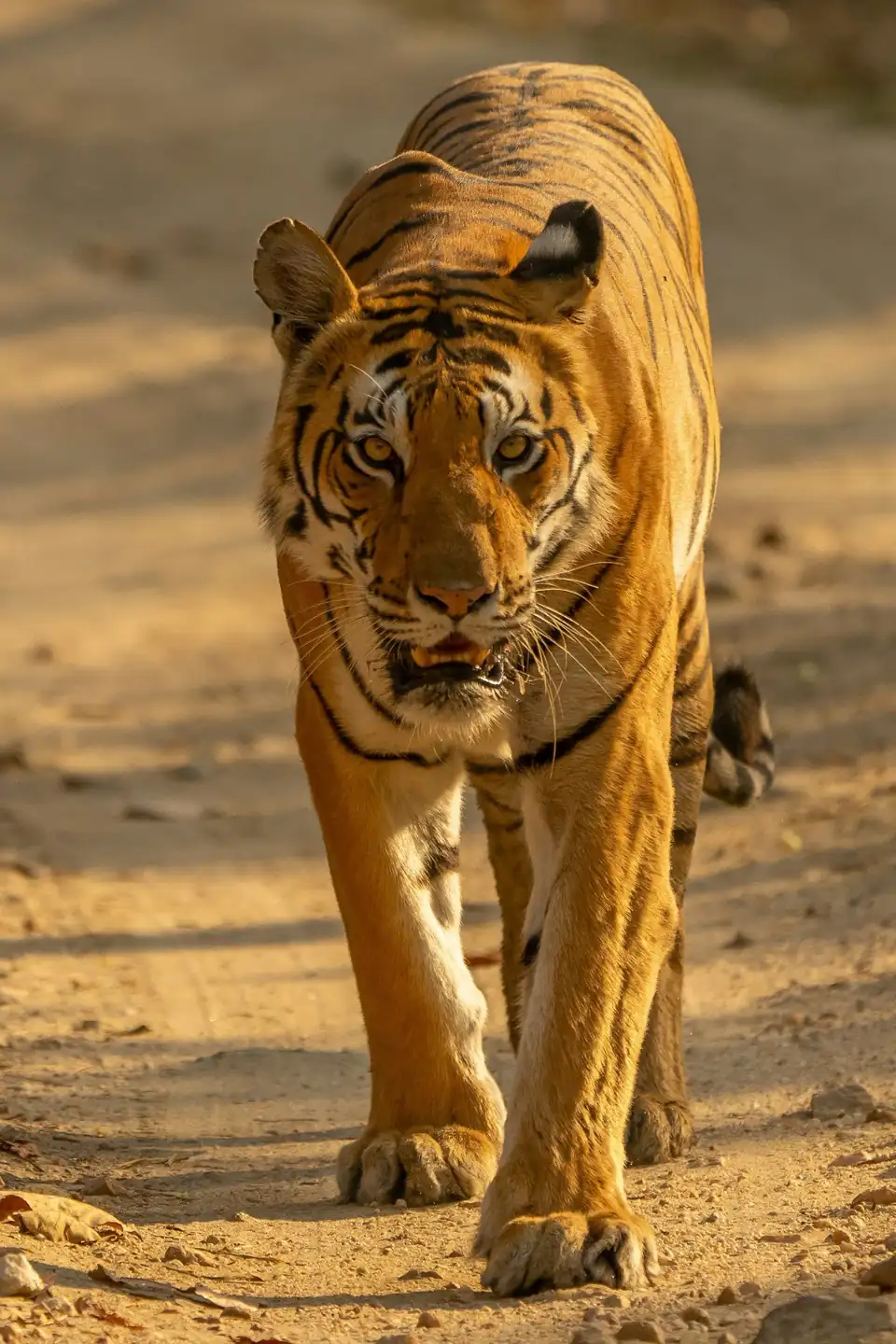 Bengal tiger walking along a Kanha Tiger Reserve forest track on safari