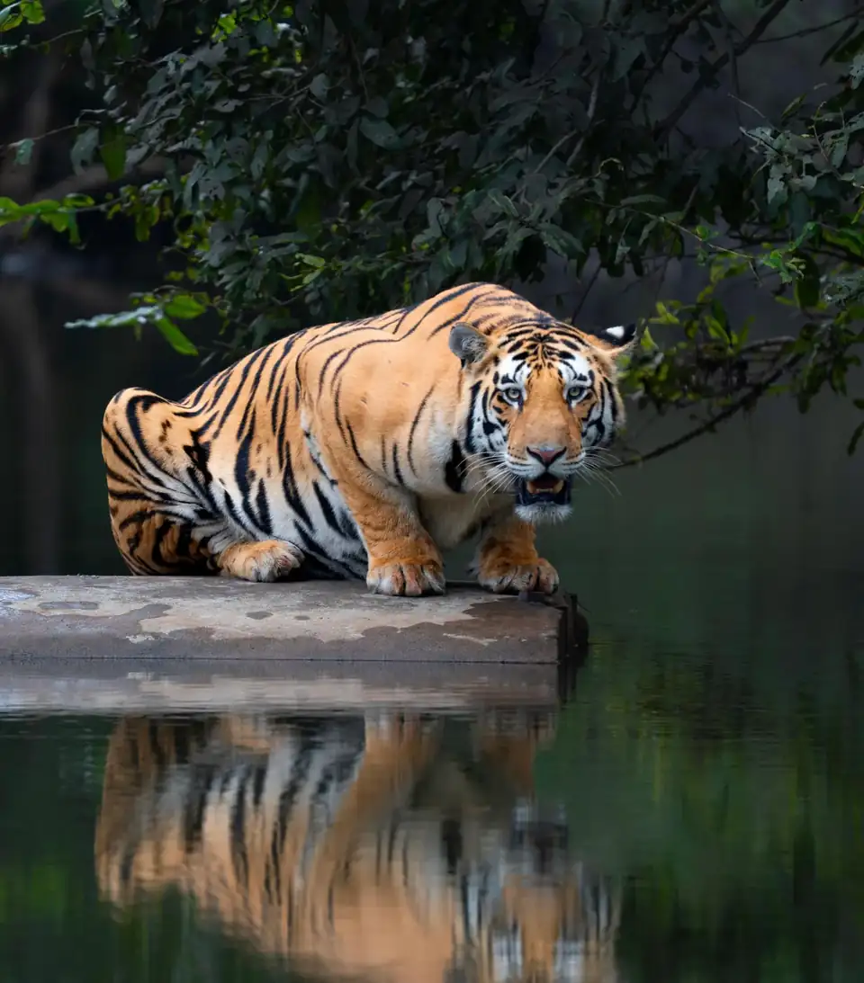 Panna Tiger Reserve tiger safari booking — wildlife photo from Panna, MP