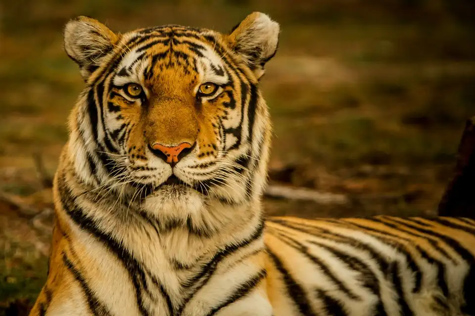 Ranthambore Tiger Reserve — Tigers among Rajput ruins