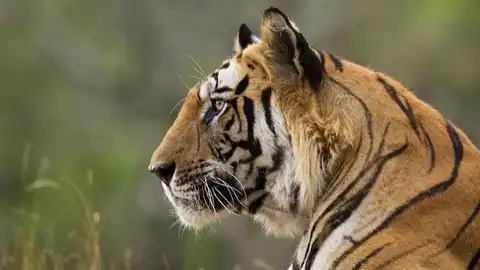 Ratapani Tiger Reserve tiger safari booking — wildlife photo from Raisen, MP