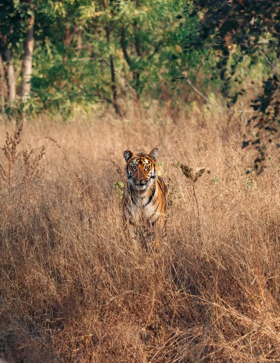 Satpura Tiger Reserve tiger safari booking — wildlife photo from Hoshangabad, MP