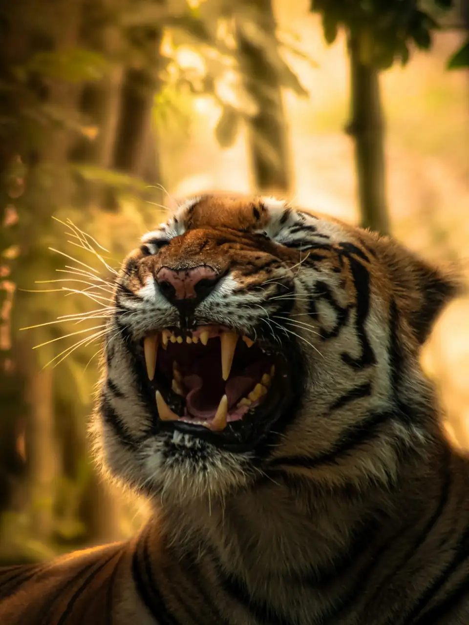 Tadoba Tiger Reserve — Maharashtra's tiger capital