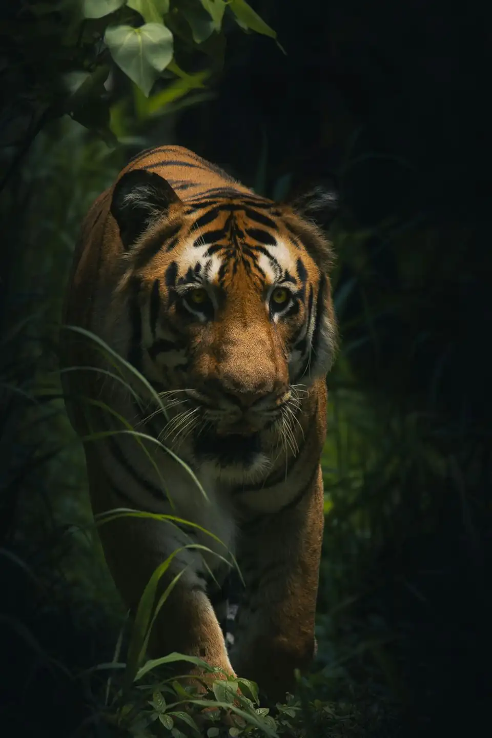 Veerangana Durgavati Tiger Reserve tiger safari booking — wildlife photo from Damoh, MP