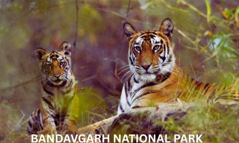 Bandhavgarh Tiger Reserve Safari Booking – Shakti Event