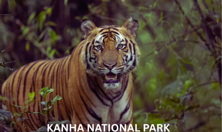 Kanha National Park Safari Booking – Shakti Event